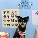 그루밍젤리 이미지