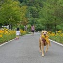 스카이 애견 이미지