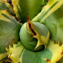 #아가베 티타노타 블랙앤블루 금 이미지