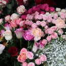 미란꽃방 이미지