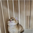 냥만스럽개 이미지