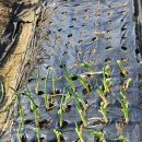 시산농장 이미지