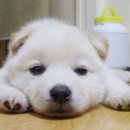 멍멍당 이미지