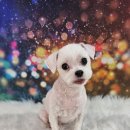 부천애견미용 멍미살롱 이미지