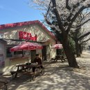 벚꽃길민박 | 2025 갑자기 제주여행 ② / 내 최애 벚꽃스팟을 소개하겠다🌸