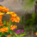 크로산드라(Crossandra infundibuliformis) 이미지