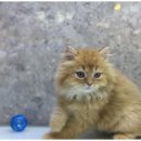 도그마루 천안지점 이미지