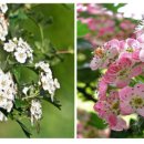 산사나무한의원 이미지