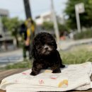 행복한 멍냥이 | 인싸들은 다 안다는 멍냥이 성지! 명동강아지분양 찐 후기🐶