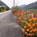 구룡천제방 이미지