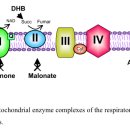 Re:Re:A ketogenic diet as a potential novel therapeutic intervention in amyotrophic lateral sclerosis 이미지