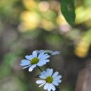 들꽃향기머무는곳 이미지