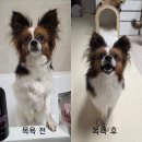 아이엠플라워 | 킹콩샤워 샴푸 + 아이엠머드 핑크 첫 사용 후기 | 강아지 샴푸 루틴 추천