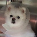 리온동물병원 이미지