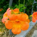 전주교대부설초등학교 이미지