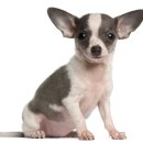 제일동물병원 이미지