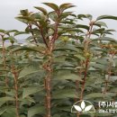 (주)상록조경 이미지