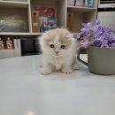 하이도그 켓 이미지