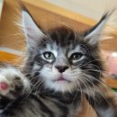 티피쿤(TIPPYCOON) 이미지