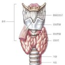 갑상선암 바로 알기 이미지