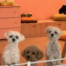 퍼피트랙 이미지