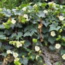 하늘타리 이미지