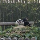 서기 | 에버랜드 주말 오픈런 스마트줄서기 후기 및 사파리월드,로스트벨리 자리 꿀팁