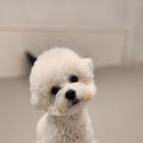 베리독하우스 애견유치원 & 애견호텔 부천점 이미지