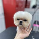 디오펫살롱 이미지