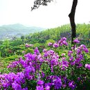 금산-56 이미지