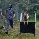 육군 군견훈련소 이미지