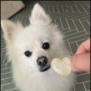 새롬동물병원 이미지