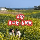 호미곶경관영농조합법인 | 포항 호미곶 해맞이 광장 유채꽃 축제 유채꽃 호미반도 개화 상황 및 사진 꿀팁