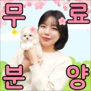 해피하개 애견샵 | 포항애견샵 믿음가는 테디럽
