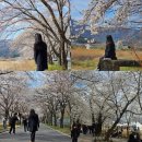 봉화교차로~운동마을안길간 양쪽면 | 25년 울산 벚꽃 명소 나들이-언양 차리마을 벚꽃터널/작천정 벚꽃길 🌸
