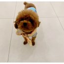 일산애견호텔 강아지 유치원 미용 맘바이 일산점 이미지