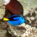 그레이트 팜 이미지