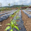 잭큐몬티562 | 경상북도 경주시 잭큐몬티562, 영업시간, 가격, 후기