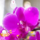 분홍 호접란 (박지윤 - 하늘색 꿈) 이미지