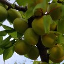 버드네농장 이미지