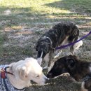 도그카페 이미지