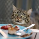 (주)아이펫브랜드 이미지