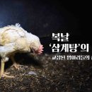 삼계탕용 닭 - 백세미(White Semi Broiler) 이미지