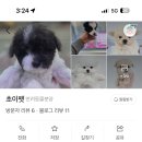 초이펫 티스토리