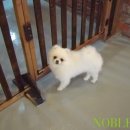 노블도그 이미지