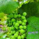 포도가 있는 풍경 이미지