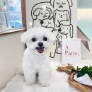 일산애견 이미지