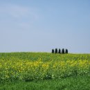 필수농장 | 4월 필수 여행지, 고창학원농장청보리밭 (학원농장식당 후기)