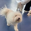 플렉스 휘트니스 | 광주 애견유치원 추천｜우쭈주플렉스 직접 다녀온 후기 | 우쭈쭈 플렉스 광주 애견 유치원 호텔 미용