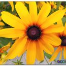 월성초등학교 이미지